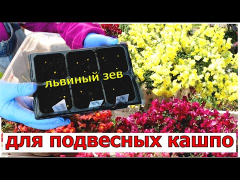 Видео: Удивитесь какой это красивый цветок- ампельный ЛЬВИНЫЙ ЗЕВ. Для подвесов. ящиков и композиций. Посев