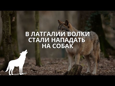 Видео: Волки нападают на собак