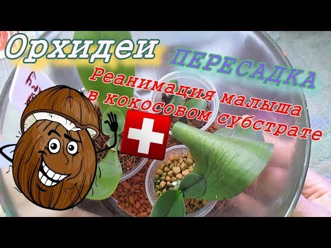 Видео: Реанимация орхидеи без корней 1.7 в кокосовом субстрате.