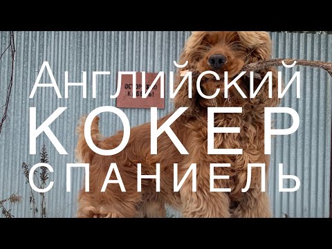 Видео: МИФ или ПРАВДА?! НЕ ЗАВОДИТЕ АНГЛИЙСКОГО КОКЕРА, НЕ ПОСМОТРЕВ ЭТО ВИДЕО! ЧЕСТНЫЙ ОТЗЫВ ВЛАДЕЛЬЦА!!!