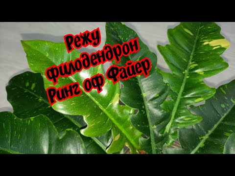 Видео: Филодендрон Ринг оф Файер // размножение