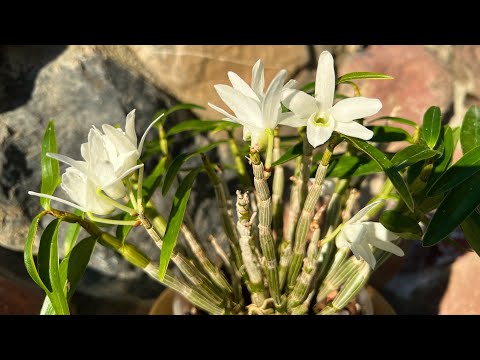 Видео: Японская орхидея! Dendrobium moniliforme ‘Sahohime’ Цветение и немного об уходе.