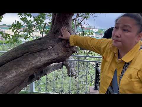 Видео: Өзбекстанға саяхат