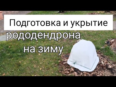 Видео: Подготовка и укрытие рододендрона на зиму