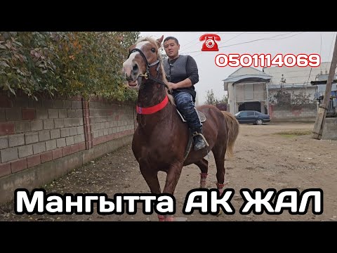 Видео: АК ЖАЛ МАНГЫТТЫН АТЫ ☎️0501114069