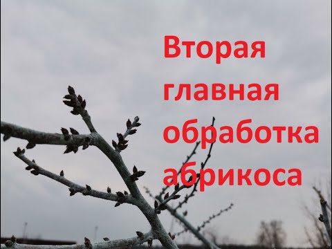 Видео: Как защитить абрикос от монилиоза.