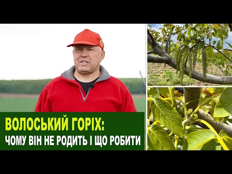 Видео: №220 Чому волоські горіхи не плодоносять і як висадити правильно сад