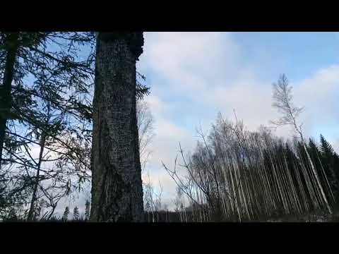 Видео: Поиск рогов. Открытие сезона