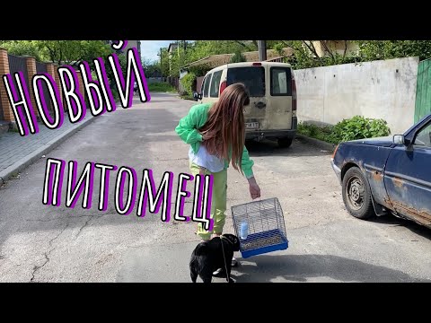 Видео: ВЛОГ: Все в шоке. Кира купила крысу. Новый питомец. ТикТок снова нет