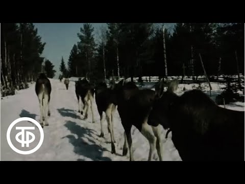 Видео: В уральском заповеднике (1975)