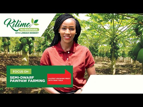 Видео: В центре внимания — выращивание полукарликовых азимин | Сельское хозяйство и бизнес