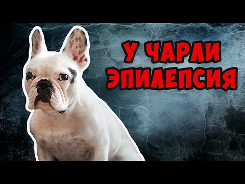 Видео: Идиопатическая эпилепсия | Как выглядят приступы | Видео с камеры наблюдения