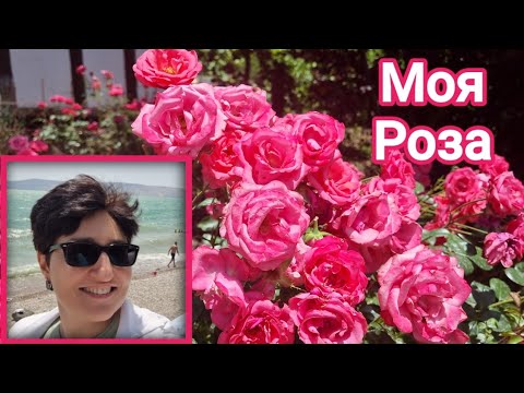 Видео: Ароматы с Розой🌹| Моя ароматная Роза #любимыедухи #ароматы #духи #ksenyanagar