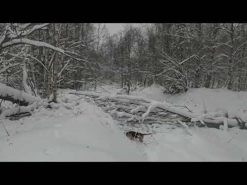 Видео: 15.12.2023. Охота с русской гончей на зайца ( пиф-паф - мимо)