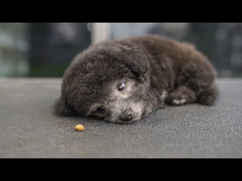 Видео: Как разбудить спящую собаку.