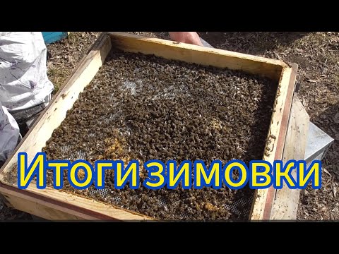 Видео: Что делать с пчелосемьей после окончания зимовки.