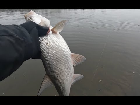 Видео: Рыбалка ОДНОЙ рыбы! Москва-река, СПИННИНГ! Ловля ЖЕРЕХА в МАРТЕ!