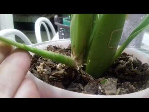 Видео: Брассия. Уход . Осмотр.