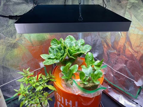 Видео: Гидропонная система ZipLock для выращивания салата