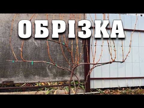 Видео: Найпростіший метод обрізки винограду. Підійде для будь-якого сорту винограду