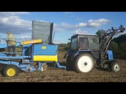 Видео: Первая Уборка Картофеля В Беларуси - 2021 Год Anna z-644  и Мтз 82.1