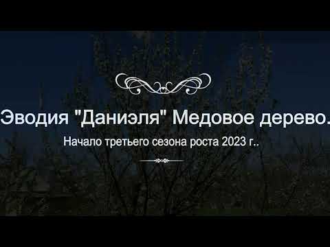Видео: Эводия "Даниэля" Медовое дерево. Начало третьего сезона роста 2023 г..