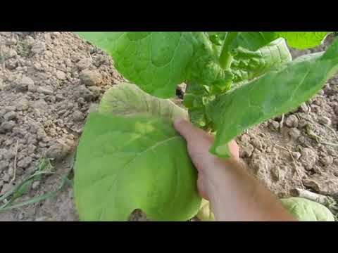 Видео: Для чего надо удалять нижние листы табака