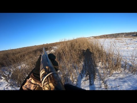 Видео: Загонная охота на ЛОСЯ. Добыли лося. Эльдорадо сохатых. Самая результативная охота загоном.