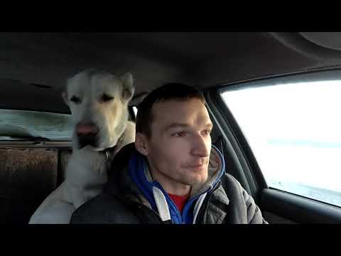 Видео: Минусы алабая