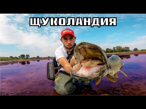 Видео: ЩУКА на ЖАБА ! Спининг риболов на ЩУКИ. 🎁