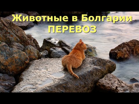 Видео: Животные в Болгарии. Провоз животных в Болгарию