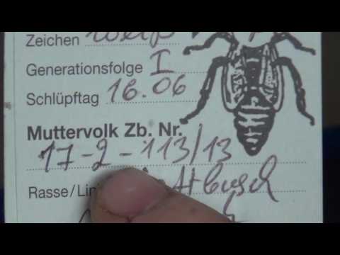 Видео: Разъяснение по линиям Карники в бибрид системе  Тройзек 1075 Пешец Тройзек 07 Карника 03