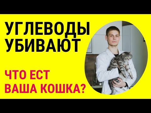 Видео: Как углеводы в корме для кошек разрушают организм питомца? Объясняет ветеринар Дмитрий Русаков.