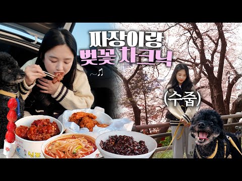 Видео: Свидание цветущей сакуры в Инчхоне с Чаджаном🌸 Наслаждаемся автомобильным пикником 😝