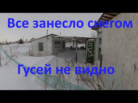 Видео: Спасаю гусей от снежного плена обрезаю инжир