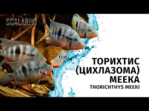 Видео: Торихтис Меека, Цихлазома - Thorichthys meeki