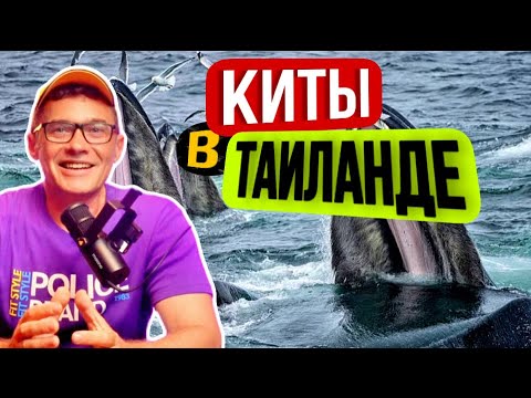 Видео: Шри Ланка или Таиланд? Где легче встретить китов на экскурсии? Приключения в тайской глубинке.