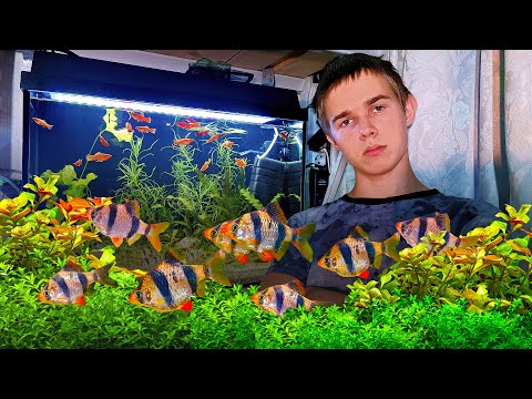 Видео: Как я начал заниматься аквариумистикой! История Юного Аквариумиста