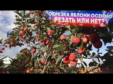 Видео: Обрезка яблони осенью   резать или нет