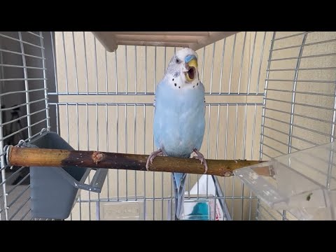 Видео: Рвота у папужки. Як я лікую папужку
