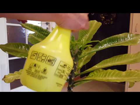 Видео: Плюмерия. Боремся с клещом