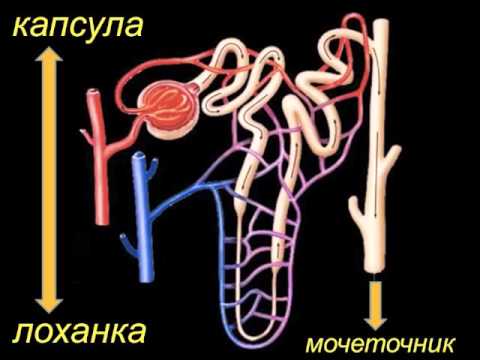 Видео: Физиология почек введение (почки 1)