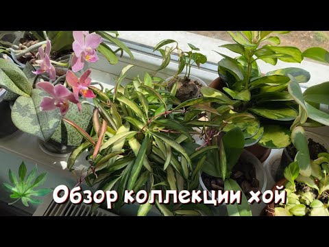 Видео: Обзор коллекции хой.