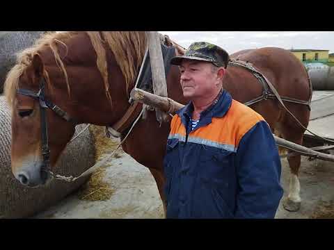 Видео: ЛОШАДИ/КОБЫЛА ЗОРЬКА СОВЕТСКИЙ ТЯЖЕЛОВОЗ
