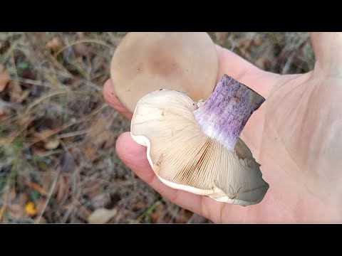 Видео: И вновь синеножка, рядовка лиловоногая