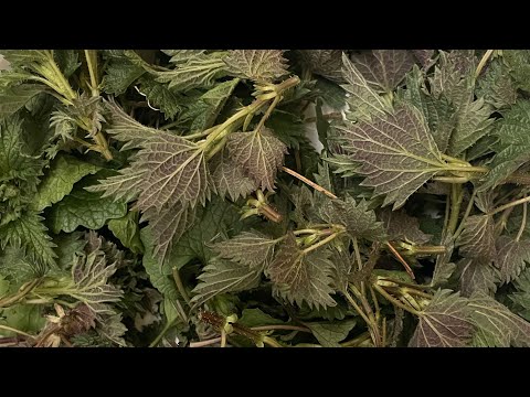 Видео: Ферментация крапивы