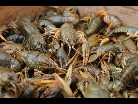 Видео: ЛОВЛЯ РАКОВ В ЗОНТИКИ. РАКОЛОВКИ С ВБ. РАКИ ЛОБСТЕРЫ)Р
