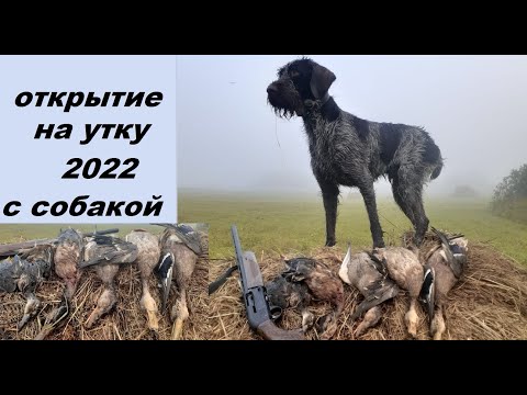Видео: Открытие охоты на утку 2022 с собакой