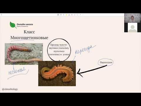 Видео: Тип Кольчатые черви