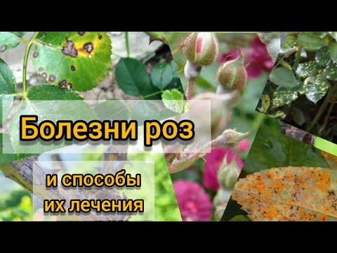 Видео: Самые распространенные болезни роз и методы их лечения